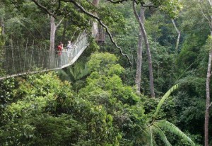 Puentes colgantes del Taman Negara en Malasia