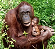 orangutanes Malasia