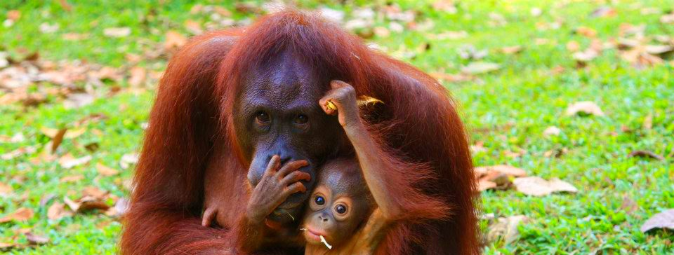 isla de los orangutanes