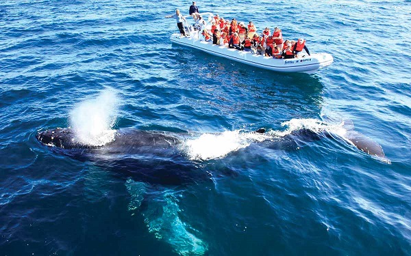 observacion de ballenas en puerto vallarta